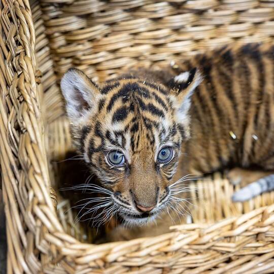 Sumatra-Tiger-Jungtier im Tierpark Berlin