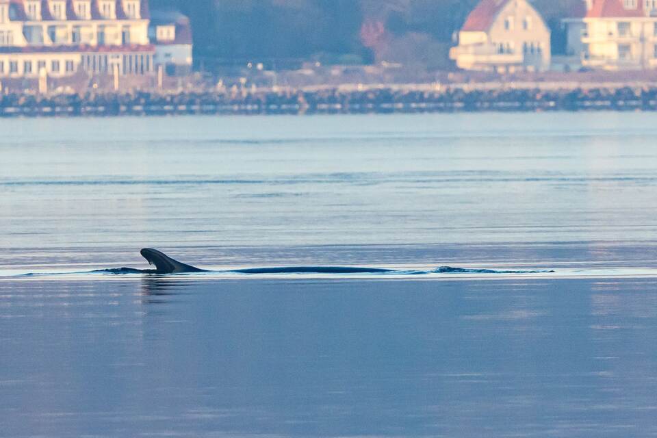 Wieder Wal in Ostsee gesichtet Wieder Wal in Ostsee gesichtet