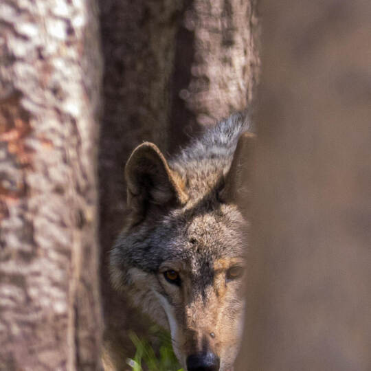 Heimatstark Bärenpark Bad Rippoldsau
