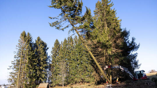 Baum fällt: Mit einem lauten Knacken fällt eine Fichte in Dobel zu Boden. Röhr Dobel Waldrodung Ausgleichsfläche Höhenweg