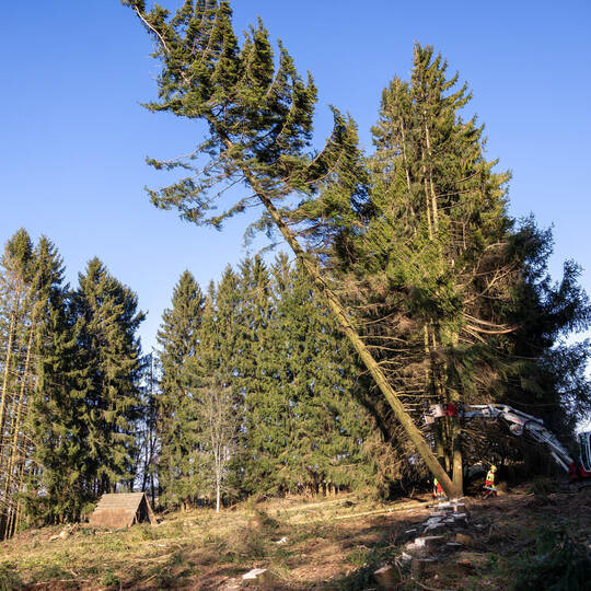 Baum fällt: Mit einem lauten Knacken fällt eine Fichte in Dobel zu Boden. Röhr Dobel Waldrodung Ausgleichsfläche Höhenweg