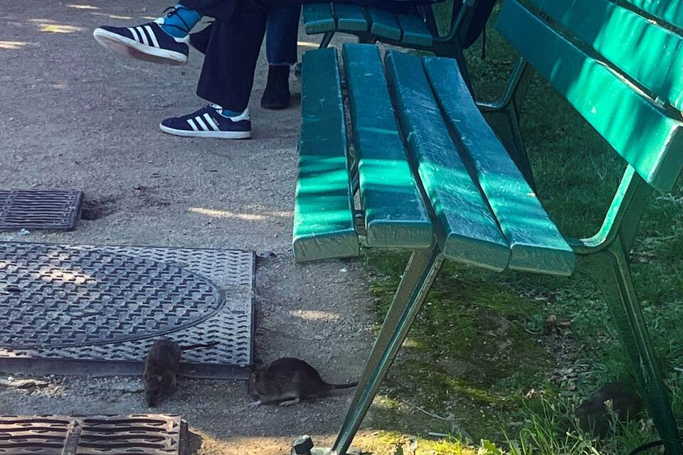 Wahlkampf in Paris - Millionen Ratten sorgen für Streit