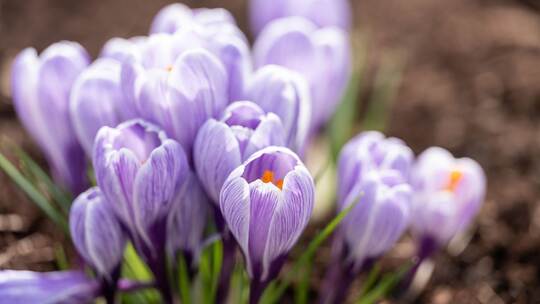 Frühling in Baden-Württemberg