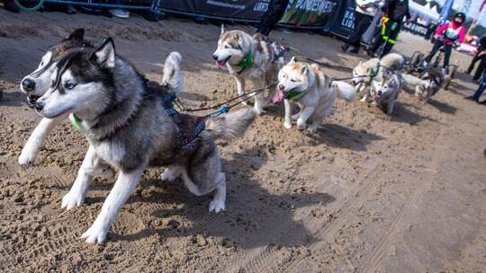 Charity-Schlittenhunde-Event "Baltic Lights"