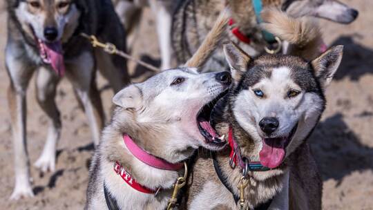 Charity-Schlittenhunde-Event "Baltic Lights"