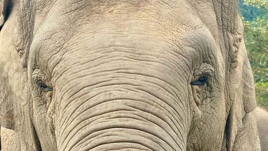 Ein Elefant in Thailand