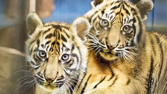 Nachwuchs bei den Sumatra-Tigern hat Namen Nachwuchs bei den Sumatra-Tigern hat Namen