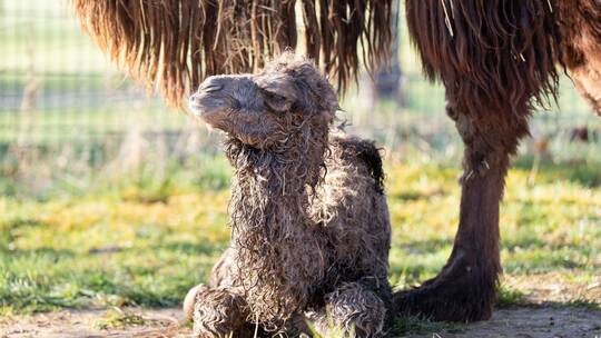 Kamelfohlen kommt zur Welt