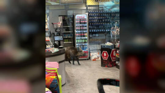 Wildschwein in Einkaufszentrum in Berlin-Köpenick Wildschwein in Einkaufszentrum in Berlin-Köpenick