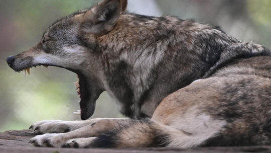 Europäischer Wolf im Wildpark Alte Fasanerie