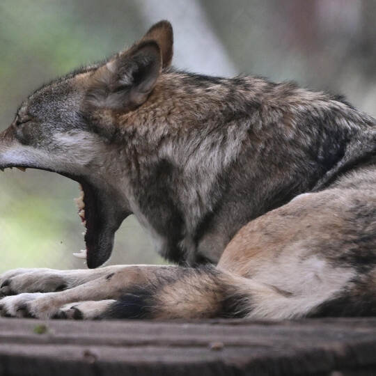 Europäischer Wolf im Wildpark Alte Fasanerie