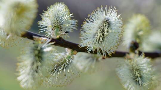 Weidenkätzchen Weidenkätzchen