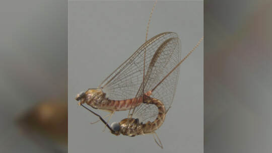 Sexleben von Eintagsfliegen