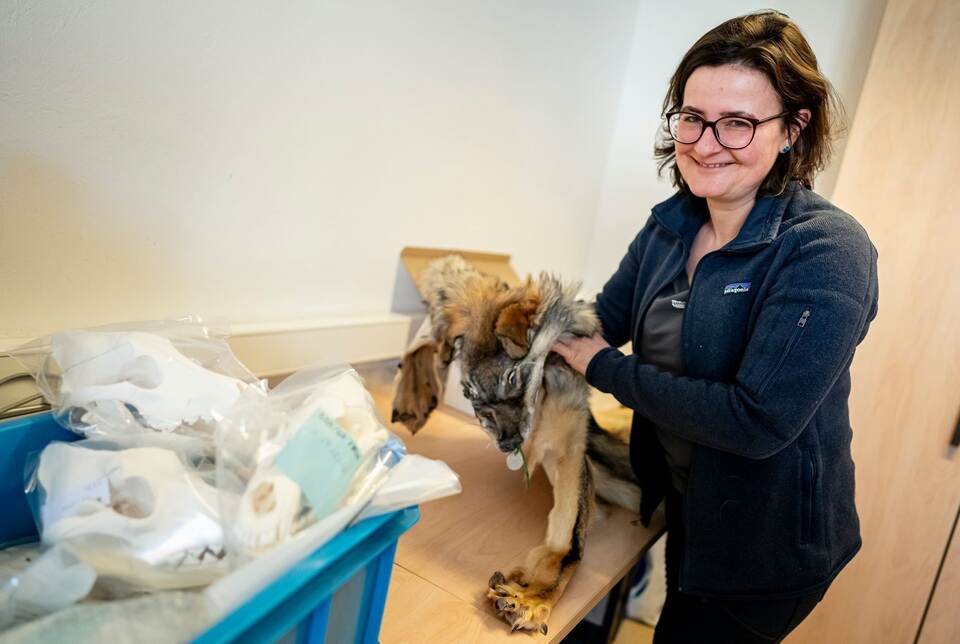 Was macht ein Präparator mit einem totem Wolf