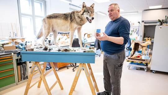Was macht ein Präparator mit einem totem Wolf
