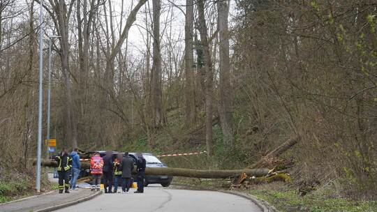 Baum stürzt auf fahrendes Auto - 55-Jähriger stirbt