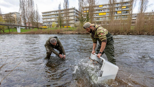 Nasen Freisatz Enz Enzauenpark