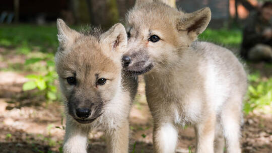 Nachwuchs im Wolfspark
