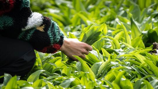 Frau sammelt wild wachsende Bärlauch-Blätter