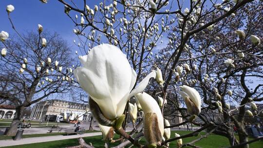 Magnolienblüte Magnolienblüte