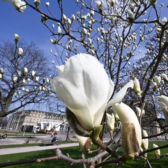 Magnolienblüte