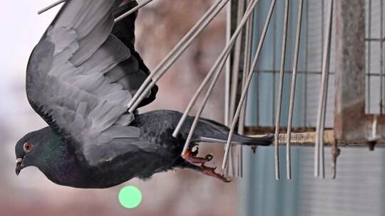 Stadttauben in Sachsen