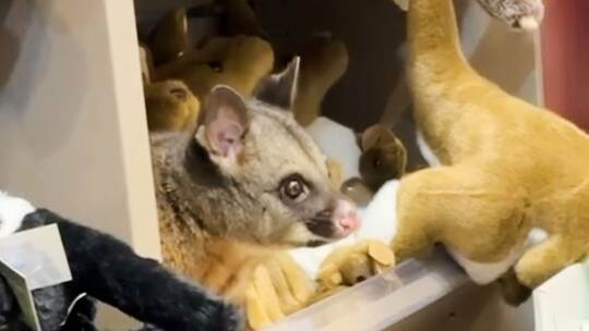 Possum versteckt sich zwischen Plüschtieren Possum versteckt sich zwischen Plüschtieren