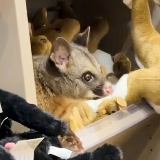 Possum versteckt sich zwischen Plüschtieren