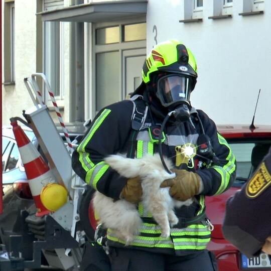 Feuerwehr rettet Katze aus verrauchter Wohnung Feuerwehr rettet Katze aus verrauchter Wohnung