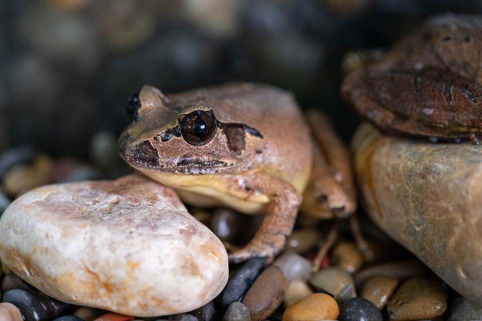 Südlicher Stotterfrosch (Mixophyes australis) in Australien