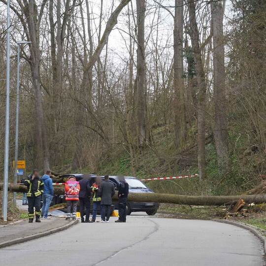 Baum stürzt auf fahrendes Auto - 55-Jähriger stirbt