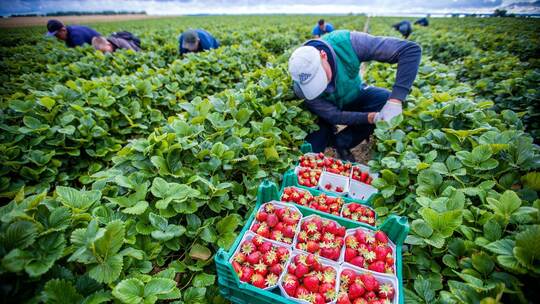 Erntehelfer Erntehelfer