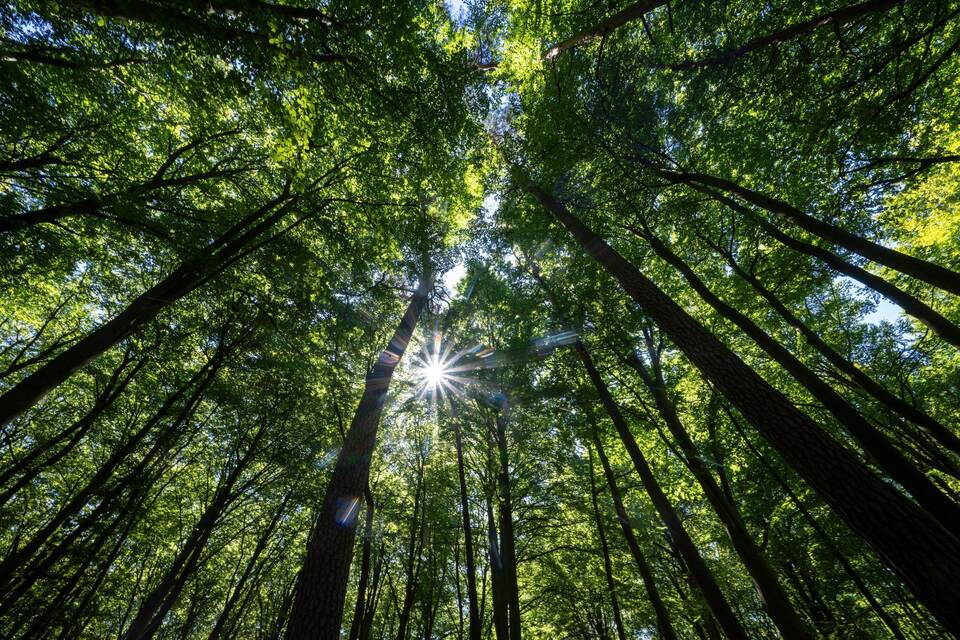 Mischwald in Brandenburg Mischwald in Brandenburg