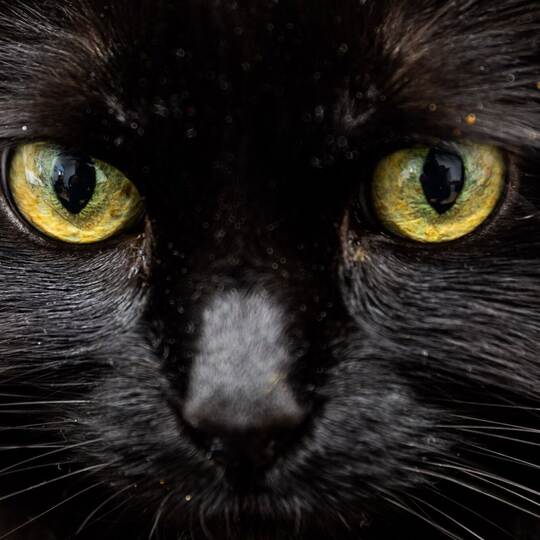 Schwarze Katze