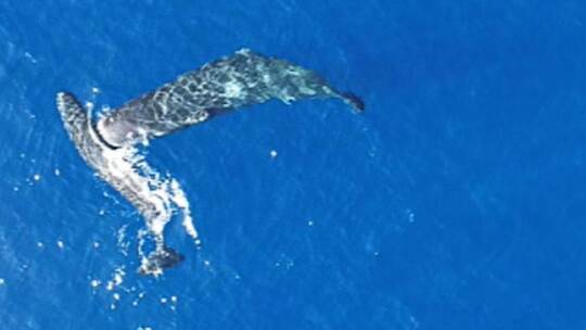 Erstmals gefilmt: Pottwale nutzen Kopf als Rammbock