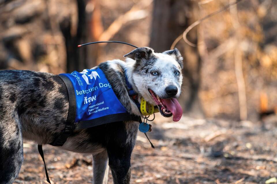Koala-Spürhund Bear