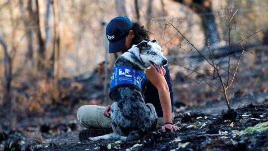 Koala-Spürhund Bear
