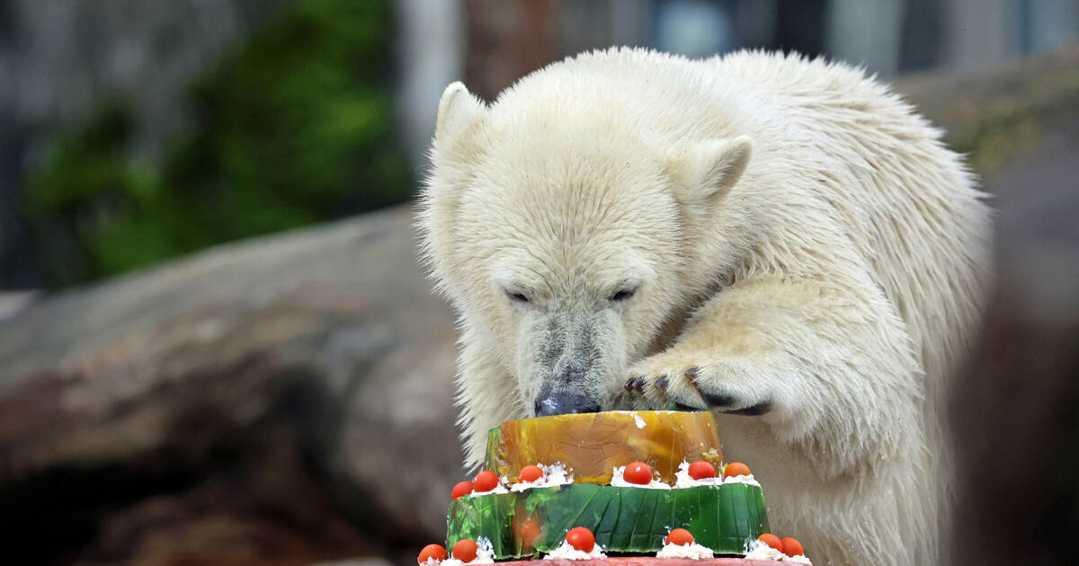 Mit der Kralle verkeilt: Eisbär Mika aus dem Karlsruher Zoo hat einen Zeh ...