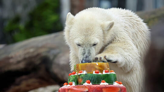 Eisbär Mika feiert Geburtstag