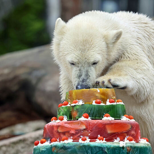 Eisbär Mika feiert Geburtstag