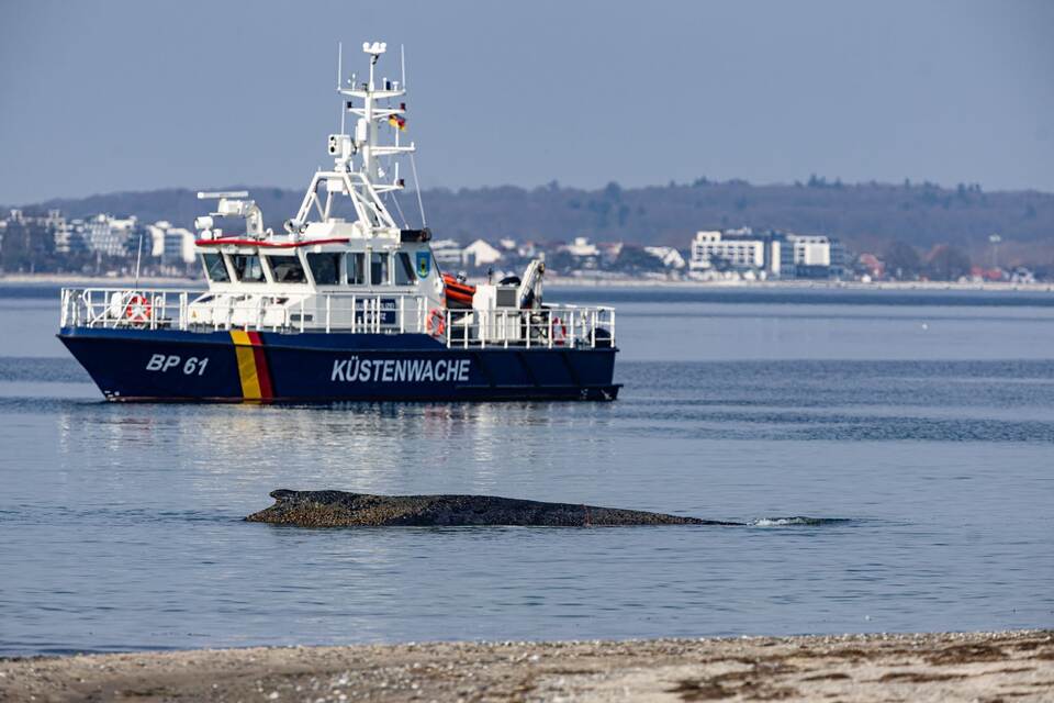 Wal an der Ostseeküste gestrandet – Rettung läuft Wal an der Ostseeküste gestrandet – Rettung läuft