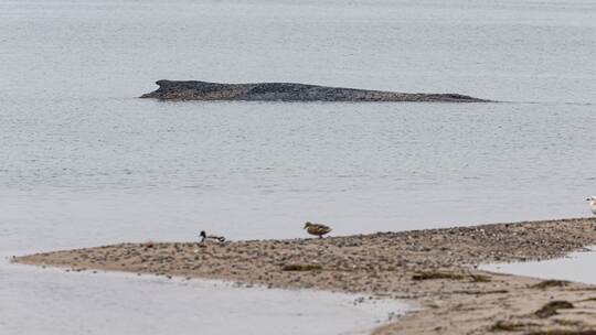 Wal an der Ostseeküste gestrandet – Rettung läuft Wal an der Ostseeküste gestrandet – Rettung läuft