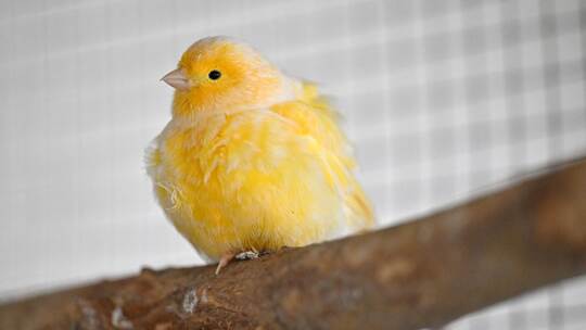 Tierheime leiden unter Spendenrückgang