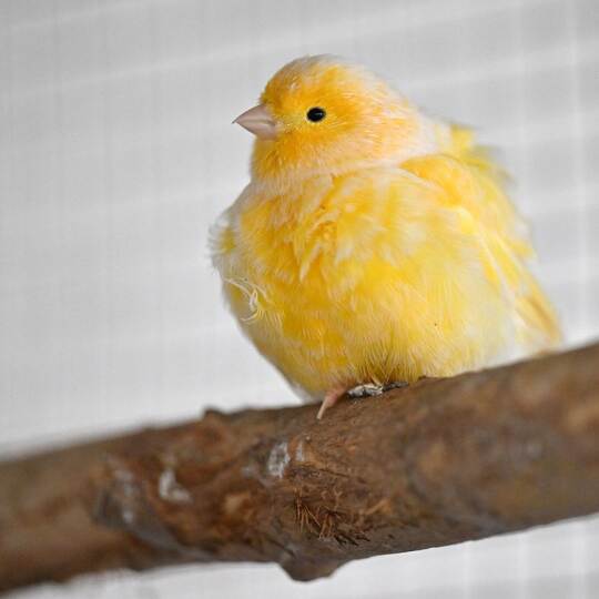 Tierheime leiden unter Spendenrückgang