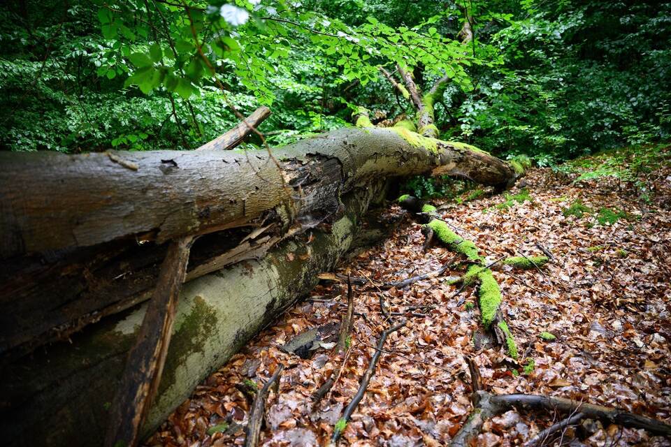 Wald in Brandenburg Wald in Brandenburg