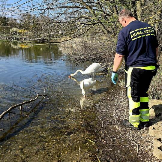 Jungschwan eingefangen