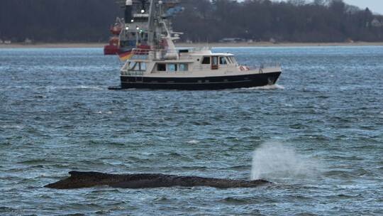 Wal an der Ostseeküste gestrandet