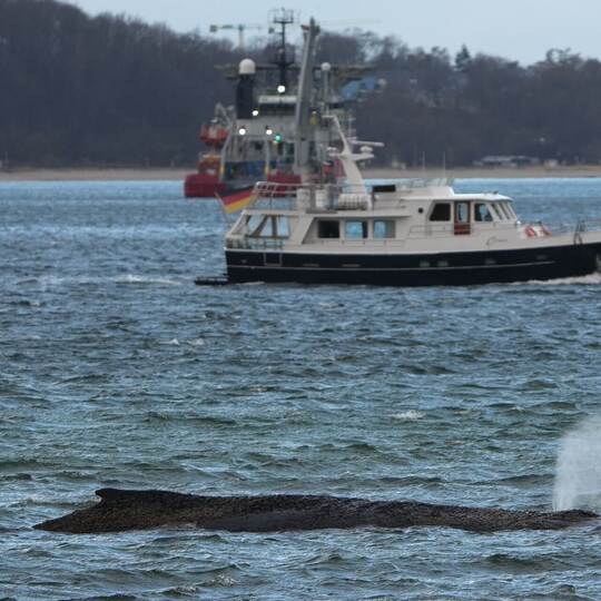 Wal an der Ostseeküste gestrandet