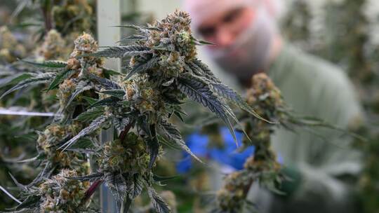 Produktion von medizinischem Cannabis Produktion von medizinischem Cannabis