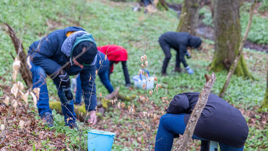 Im Ötisheimer Kohlplattenwald gedeiht der Bärlauch prächtig und wuchert wie ein grüner Teppich vor allem entlang des Bachlaufs. Bärlauchwanderung Roy Kieferle